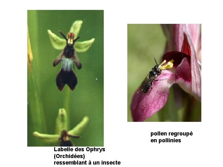 pollen regroupé en pollinies Labelle des Ophrys (Orchidées) ressemblant à un insecte pollen regroupé en pollinies Labelle des Ophrys (Orchidées) ressemblant à un insecte