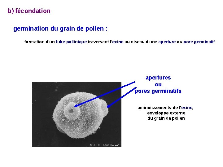 b) fécondation germination du grain de pollen : formation d'un tube pollinique traversant l'exine b) fécondation germination du grain de pollen : formation d'un tube pollinique traversant l'exine