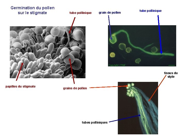 Germination du pollen sur le stigmate tube pollinique grain de pollen tube pollinique tissus Germination du pollen sur le stigmate tube pollinique grain de pollen tube pollinique tissus