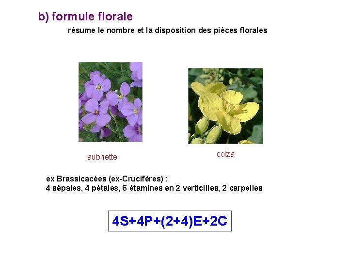 b) formule florale résume le nombre et la disposition des pièces florales aubriette colza b) formule florale résume le nombre et la disposition des pièces florales aubriette colza