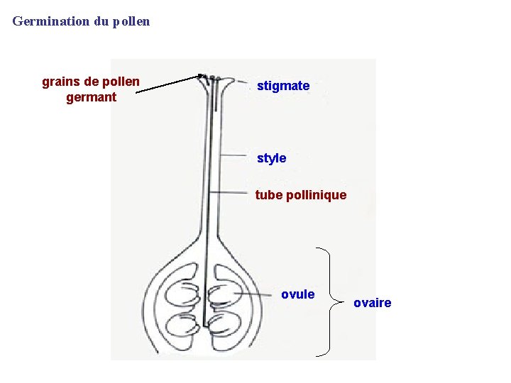 Germination du pollen grains de pollen germant stigmate style tube pollinique ovule ovaire Germination du pollen grains de pollen germant stigmate style tube pollinique ovule ovaire