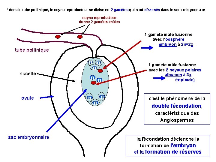 * dans le tube pollinique, le noyau reproducteur se divise en 2 gamètes qui * dans le tube pollinique, le noyau reproducteur se divise en 2 gamètes qui