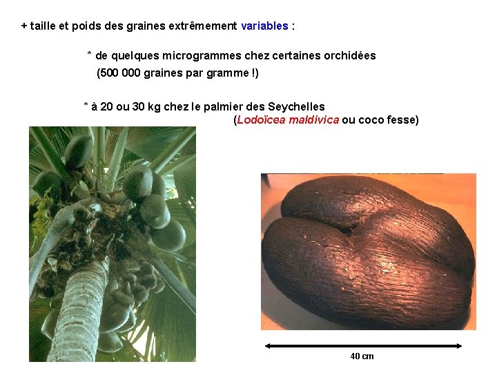 + taille et poids des graines extrêmement variables : * de quelques microgrammes chez + taille et poids des graines extrêmement variables : * de quelques microgrammes chez