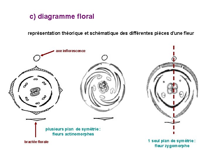 c) diagramme floral représentation théorique et schématique des différentes pièces d'une fleur axe inflorescence c) diagramme floral représentation théorique et schématique des différentes pièces d'une fleur axe inflorescence