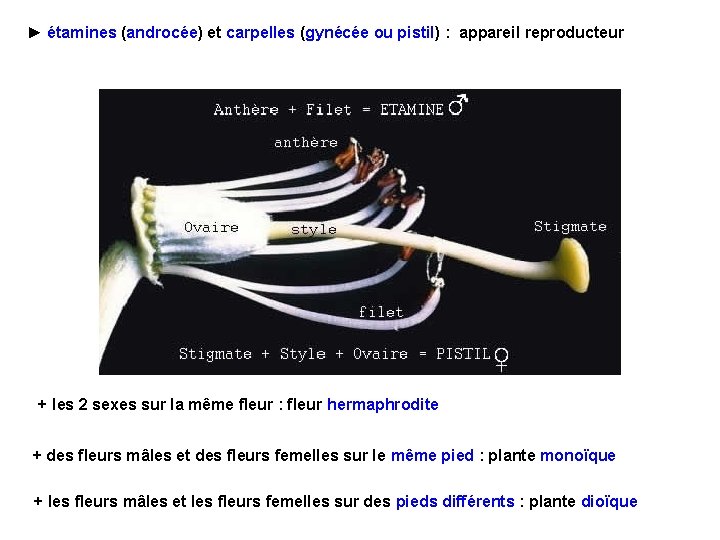► étamines (androcée) et carpelles (gynécée ou pistil) : appareil reproducteur + les 2 ► étamines (androcée) et carpelles (gynécée ou pistil) : appareil reproducteur + les 2