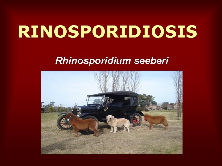 RINOSPORIDIOSIS Rhinosporidium seeberi 