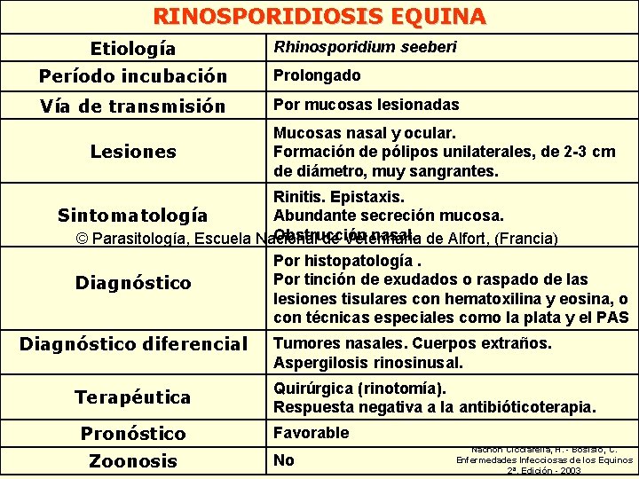 RINOSPORIDIOSIS EQUINA Etiología Rhinosporidium seeberi Período incubación Prolongado Vía de transmisión Por mucosas lesionadas