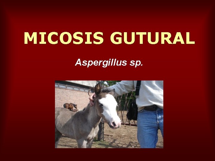 MICOSIS GUTURAL Aspergillus sp. 