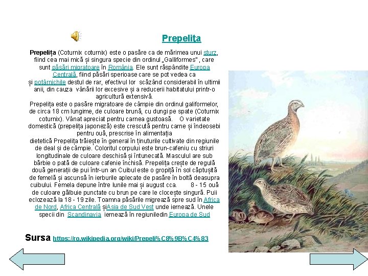  Prepeliţa Prepelița (Coturnix coturnix) este o pasăre ca de mărimea unui sturz, fiind