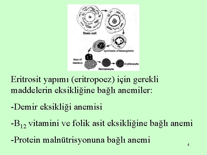 Eritrosit yapımı (eritropoez) için gerekli maddelerin eksikliğine bağlı anemiler: -Demir eksikliği anemisi -B 12