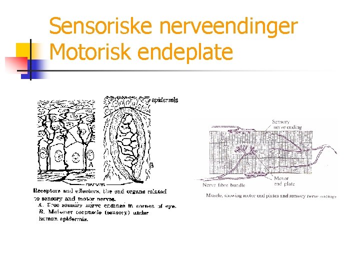 Sensoriske nerveendinger Motorisk endeplate 