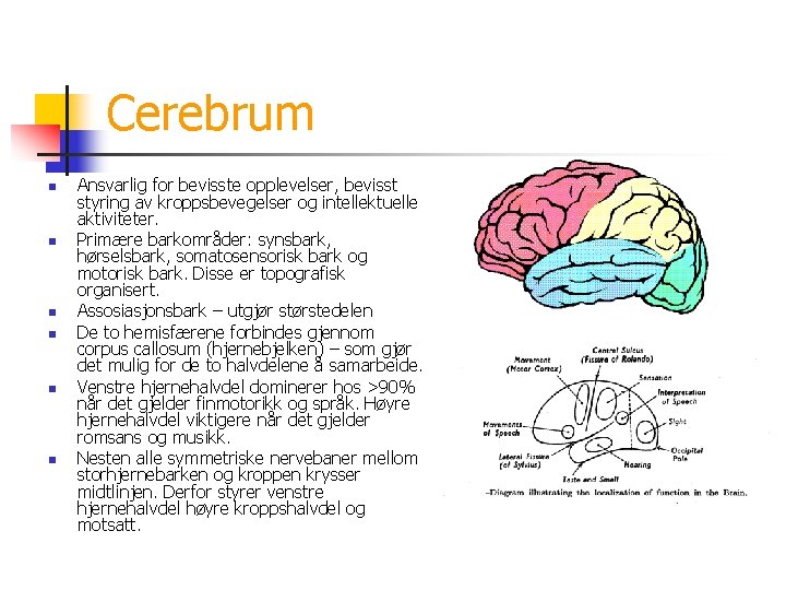Cerebrum n n n Ansvarlig for bevisste opplevelser, bevisst styring av kroppsbevegelser og intellektuelle