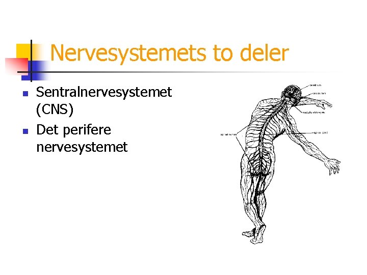 Nervesystemets to deler n n Sentralnervesystemet (CNS) Det perifere nervesystemet 