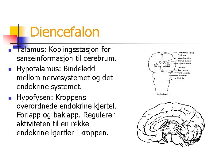 Diencefalon n Talamus: Koblingsstasjon for sanseinformasjon til cerebrum. Hypotalamus: Bindeledd mellom nervesystemet og det