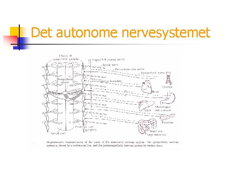 Det autonome nervesystemet 
