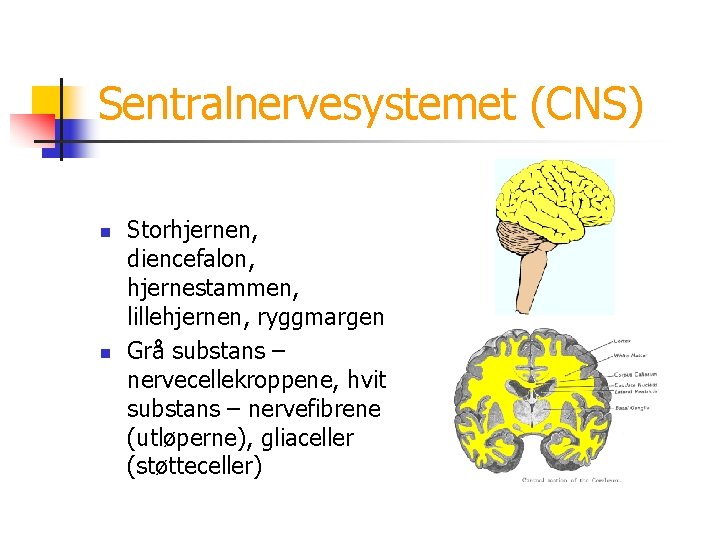 Sentralnervesystemet (CNS) n n Storhjernen, diencefalon, hjernestammen, lillehjernen, ryggmargen Grå substans – nervecellekroppene, hvit