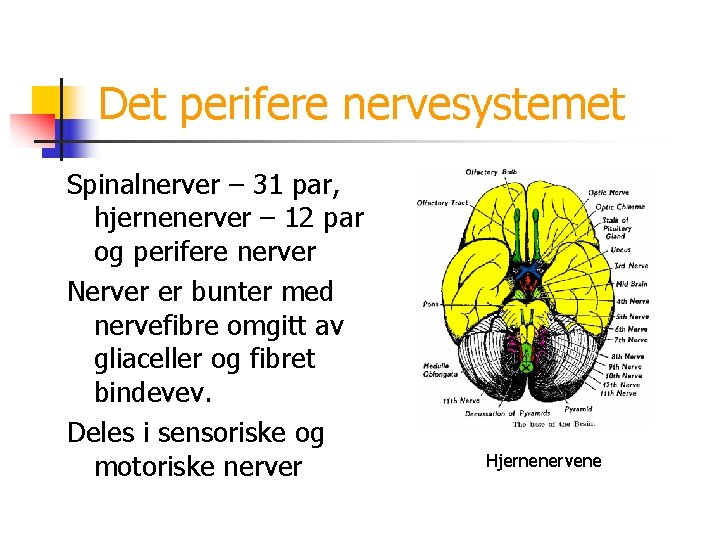 Det perifere nervesystemet Spinalnerver – 31 par, hjernenerver – 12 par og perifere nerver