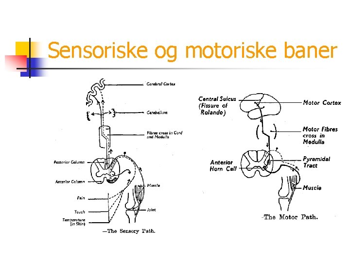 Sensoriske og motoriske baner 