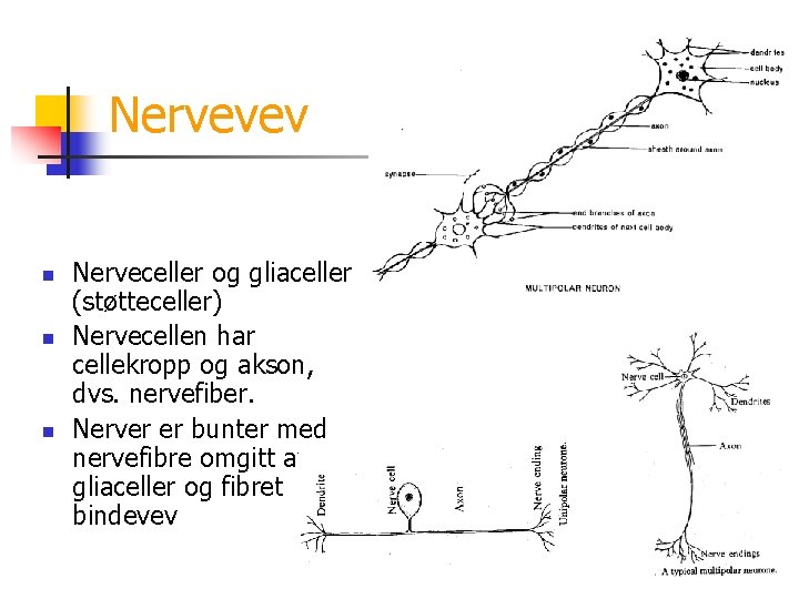Nervevev n n n Nerveceller og gliaceller (støtteceller) Nervecellen har cellekropp og akson, dvs.