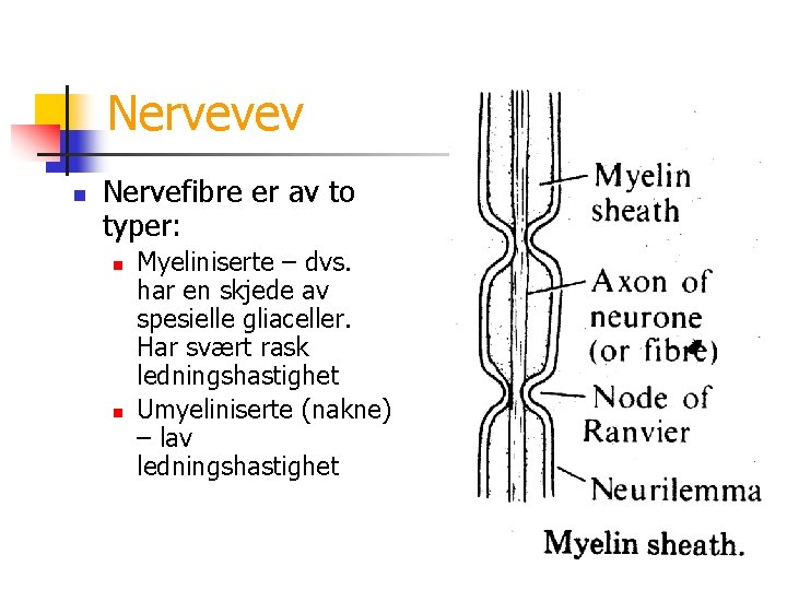 Nervevev n Nervefibre er av to typer: n n Myeliniserte – dvs. har en