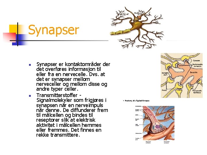 Synapser n n Synapser er kontaktområder det overføres informasjon til eller fra en nervecelle.