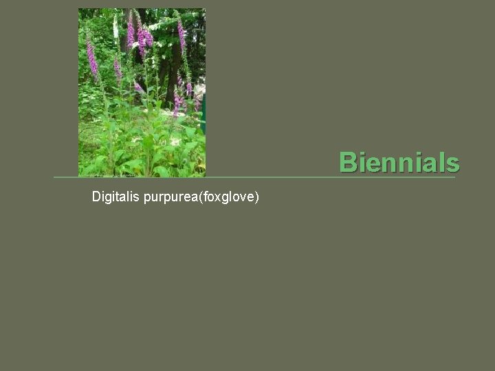 Biennials Digitalis purpurea(foxglove) 