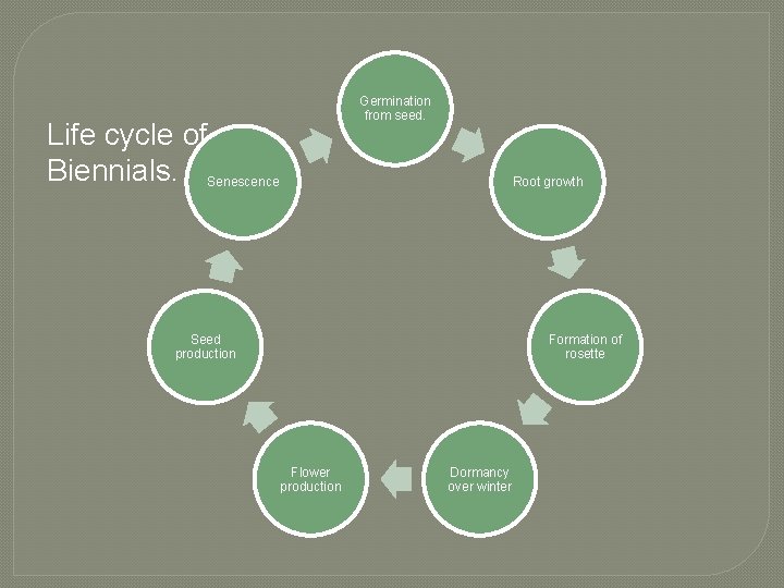 Germination from seed. Life cycle of Biennials. Senescence Root growth Seed production Formation of