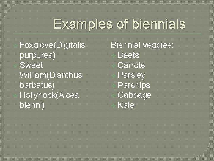 Examples of biennials v Foxglove(Digitalis purpurea) v Sweet William(Dianthus barbatus) v Hollyhock(Alcea bienni) Biennial