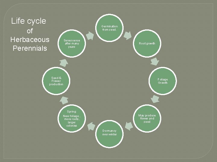 Life cycle Germination from seed. of Herbaceous Perennials Senescence after many years Root growth