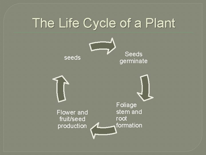 The Life Cycle of a Plant seeds Flower and fruit/seed production Seeds germinate Foliage