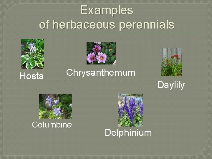 Examples of herbaceous perennials Hosta Chrysanthemum Columbine Daylily Delphinium 