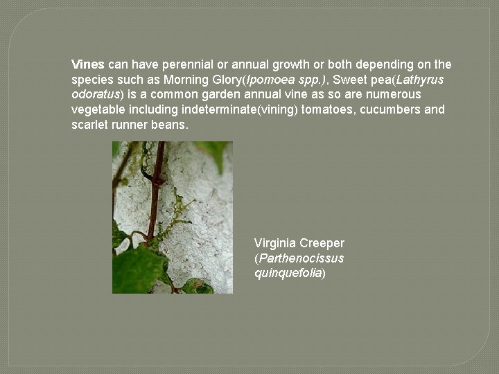 Vines can have perennial or annual growth or both depending on the species such