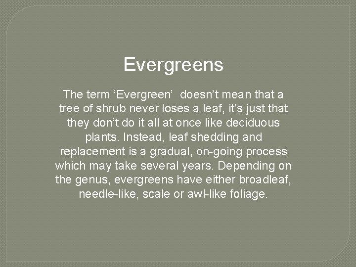 Evergreens The term ‘Evergreen’ doesn’t mean that a tree of shrub never loses a