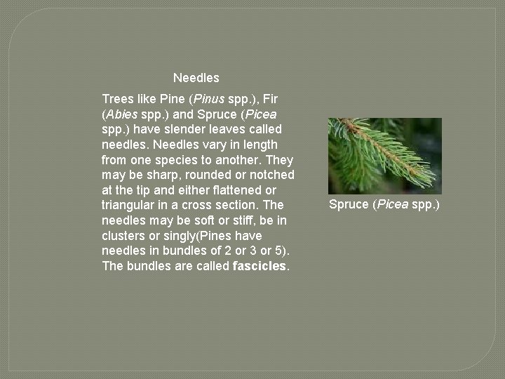 Needles Trees like Pine (Pinus spp. ), Fir (Abies spp. ) and Spruce (Picea