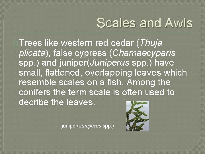 Scales and Awls �Trees like western red cedar (Thuja plicata), false cypress (Chamaecyparis spp.
