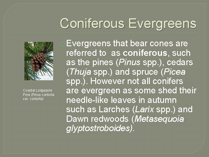 Coniferous Evergreens � Evergreens Coastal Lodgepole Pine (Pinus contorta var. contorta) that bear cones