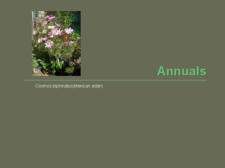 Annuals Cosmos bipinnatus(Mexican aster) 