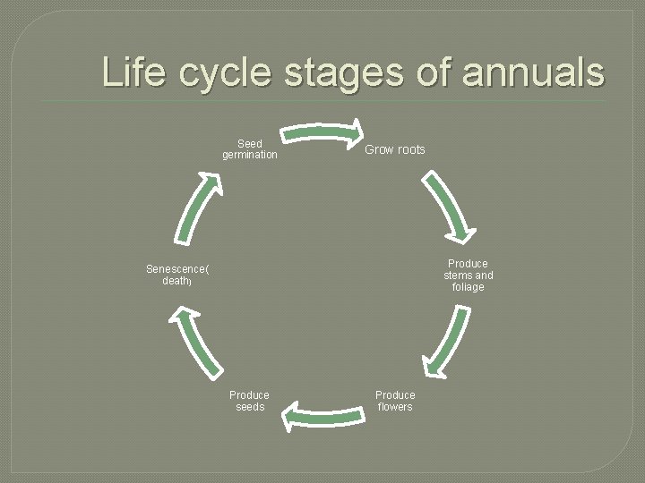 Life cycle stages of annuals Seed germination Grow roots Produce stems and foliage Senescence(