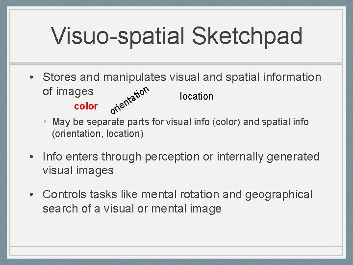 Visuo-spatial Sketchpad • Stores and manipulates visual and spatial information n of images tio