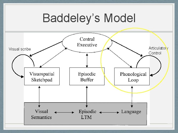 Baddeley’s Model Visual scribe Articulatory Control 