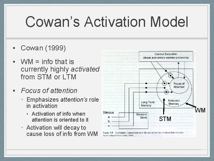 Cowan’s Activation Model • Cowan (1999) • WM = info that is currently highly