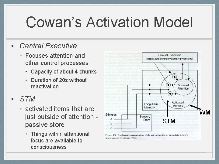 Cowan’s Activation Model • Central Executive • Focuses attention and other control processes •