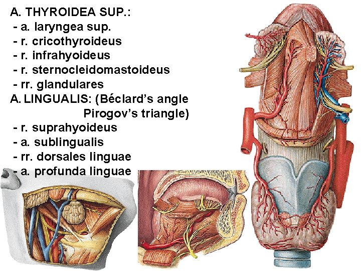 A. THYROIDEA SUP. : - a. laryngea sup. - r. cricothyroideus - r. infrahyoideus