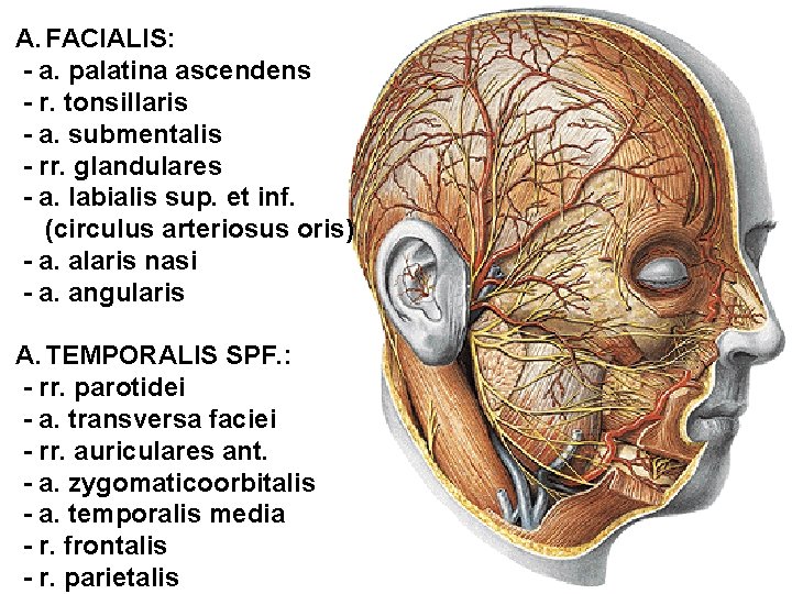 A. FACIALIS: - a. palatina ascendens - r. tonsillaris - a. submentalis - rr.
