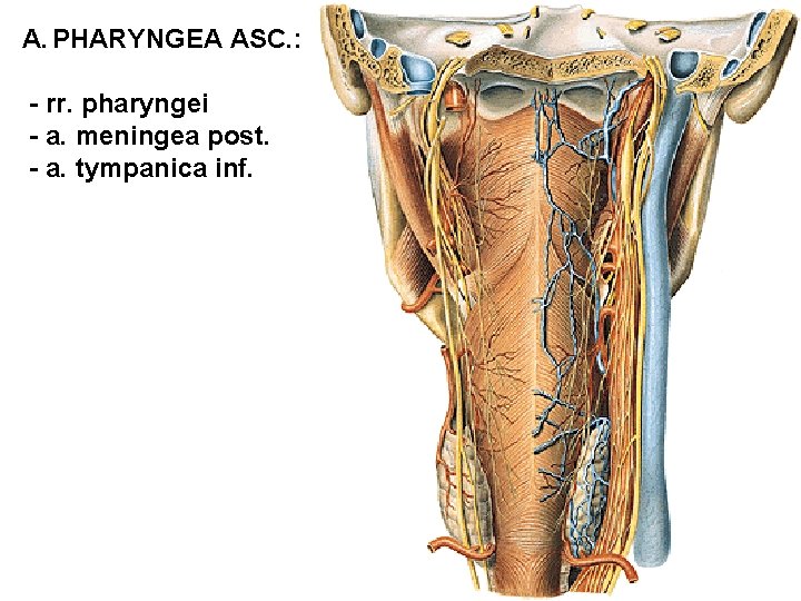 A. PHARYNGEA ASC. : - rr. pharyngei - a. meningea post. - a. tympanica