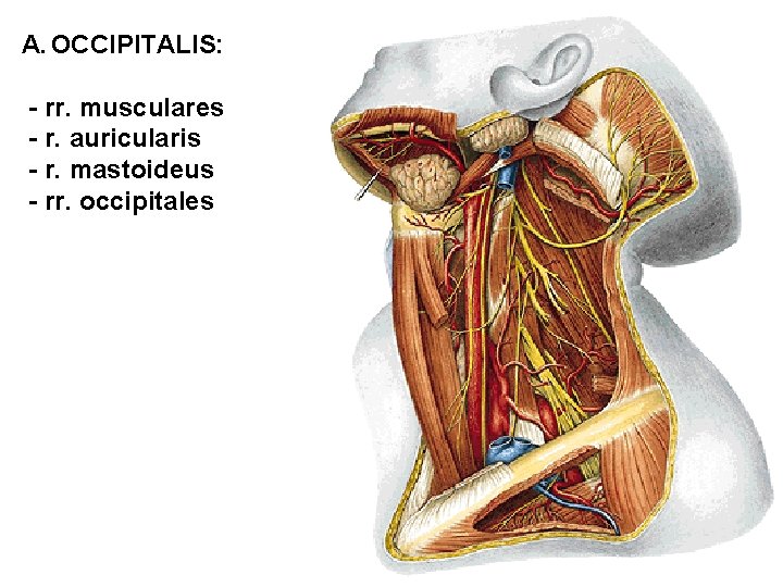 A. OCCIPITALIS: - rr. musculares - r. auricularis - r. mastoideus - rr. occipitales