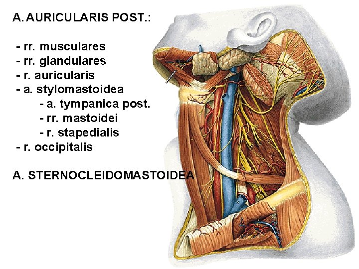 A. AURICULARIS POST. : - rr. musculares - rr. glandulares - r. auricularis -