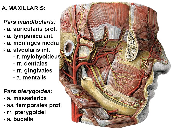 A. MAXILLARIS: Pars mandibularis: - a. auricularis prof. - a. tympanica ant. - a.