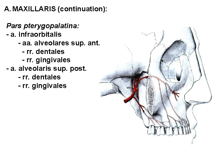 A. MAXILLARIS (continuation): Pars pterygopalatina: - a. infraorbitalis - aa. alveolares sup. ant. -