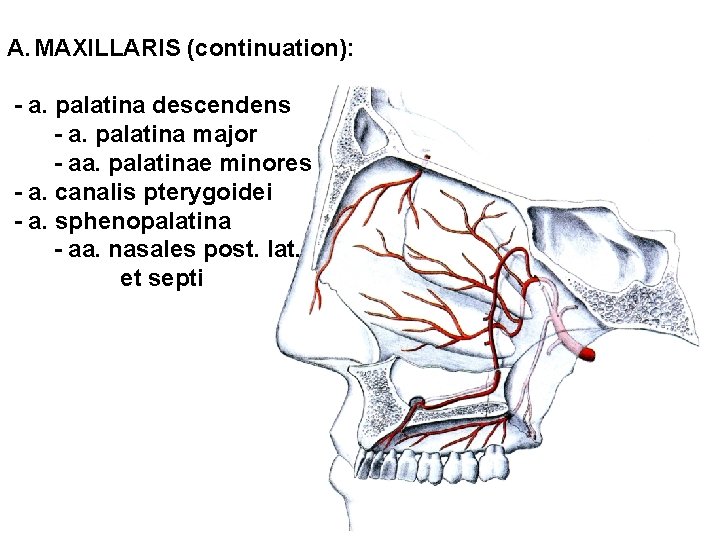 A. MAXILLARIS (continuation): - a. palatina descendens - a. palatina major - aa. palatinae